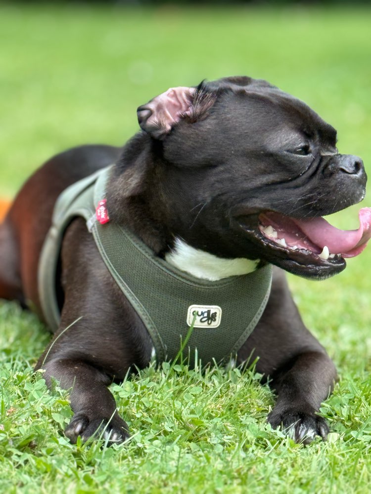 Hundetreffen-Joker sucht hundetreffen und gemeinsame Spaziergänge-Profilbild