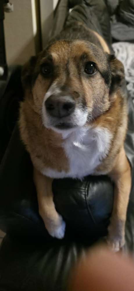 Hundetreffen-Gassirunde und Fotowalk-Profilbild