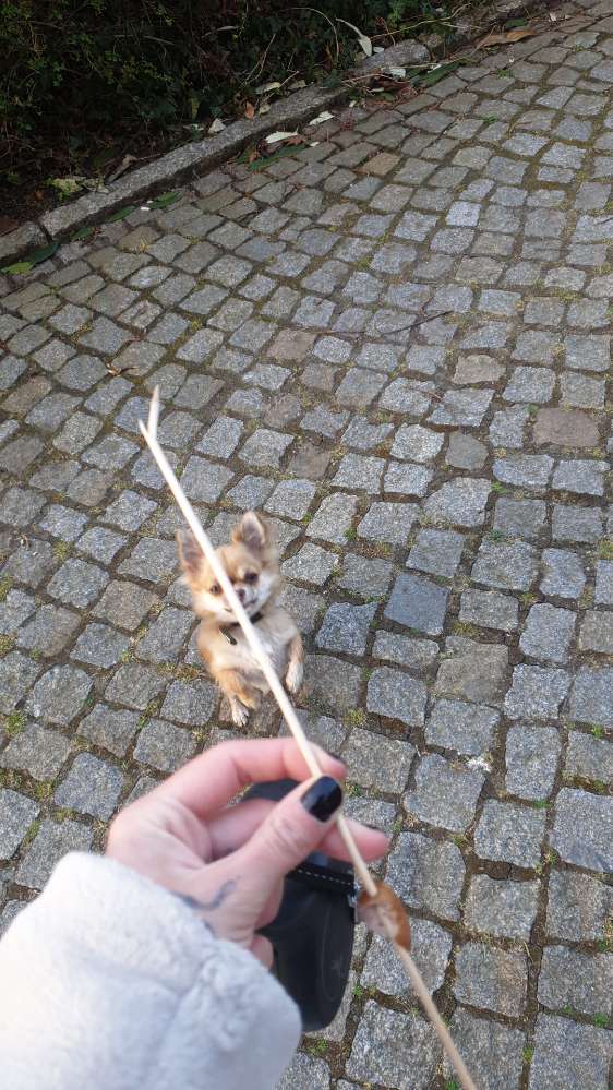 Giftköder-Würstchenköder!-Profilbild