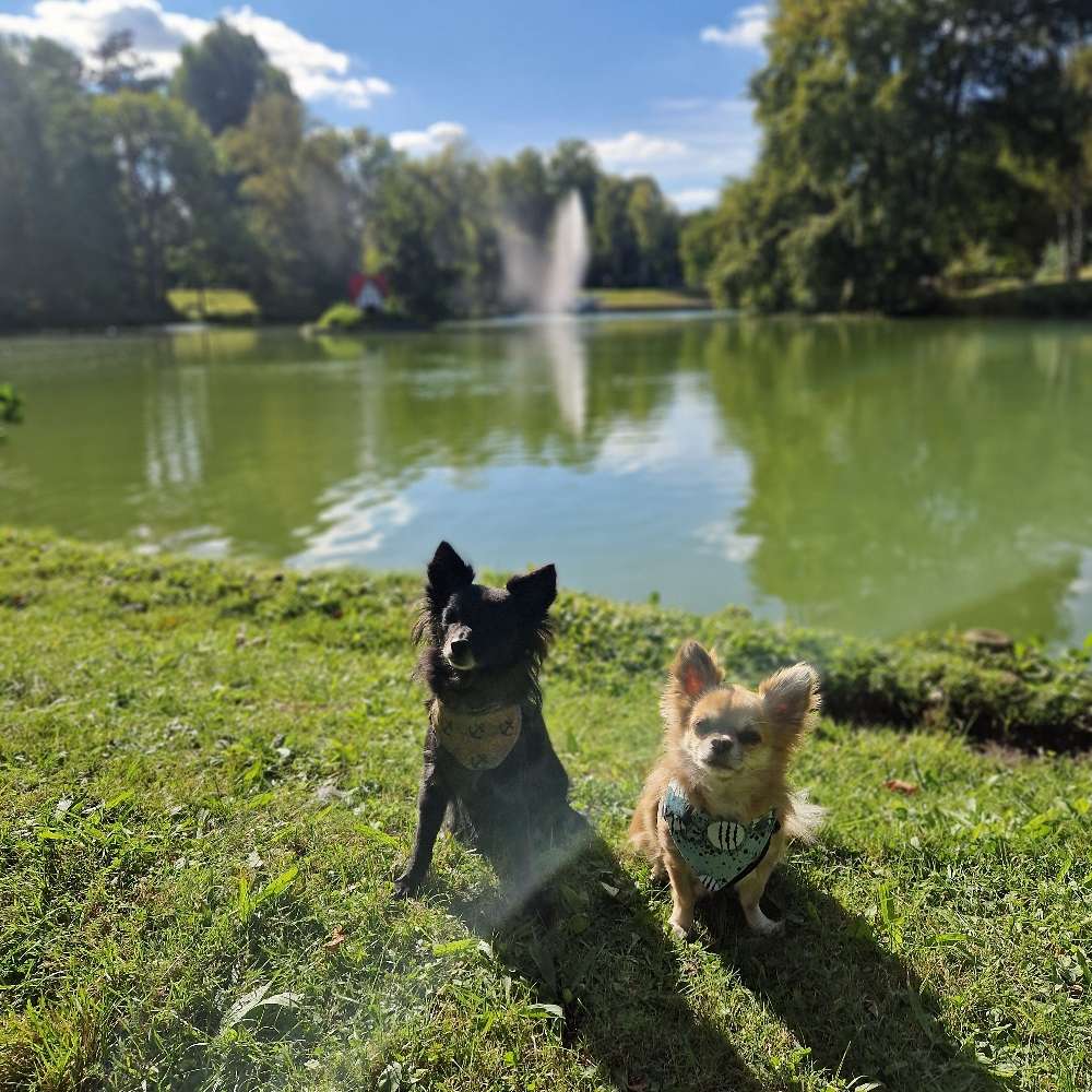 Hundetreffen-Gemeinsame Spaziergänge am Ententeich-Profilbild