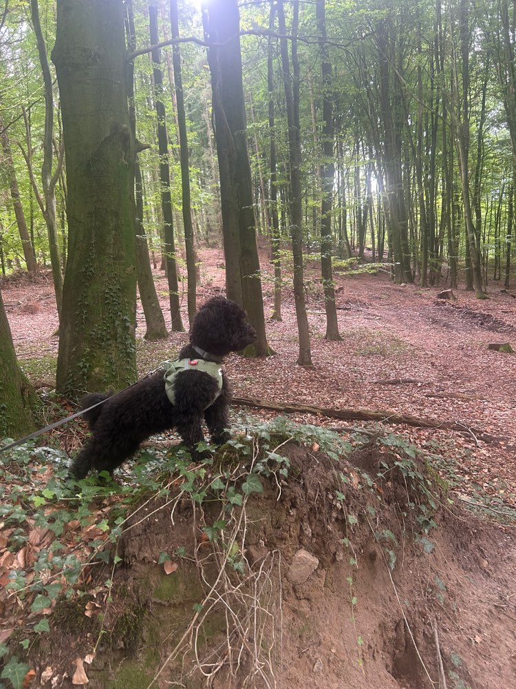 Hundetreffen-Gassi Runde Partner gesucht-Profilbild