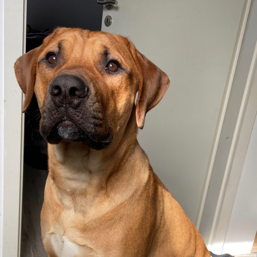 Hundetreffen-Auspowern und integrieren-Profilbild