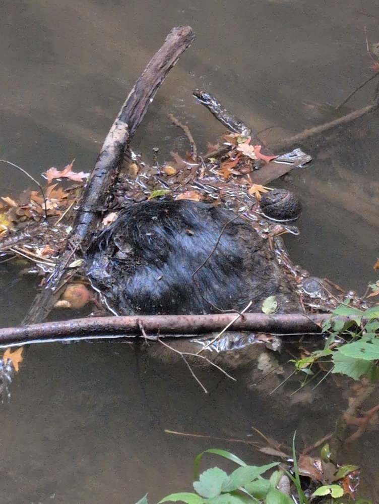 Giftköder-Totes Tier im Wasser-Profilbild