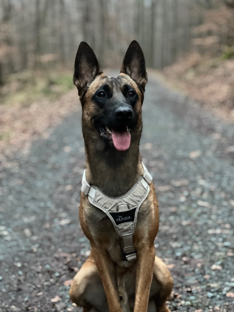 Hundetreffen-Spielpartner und gemeinsam gassi-Profilbild