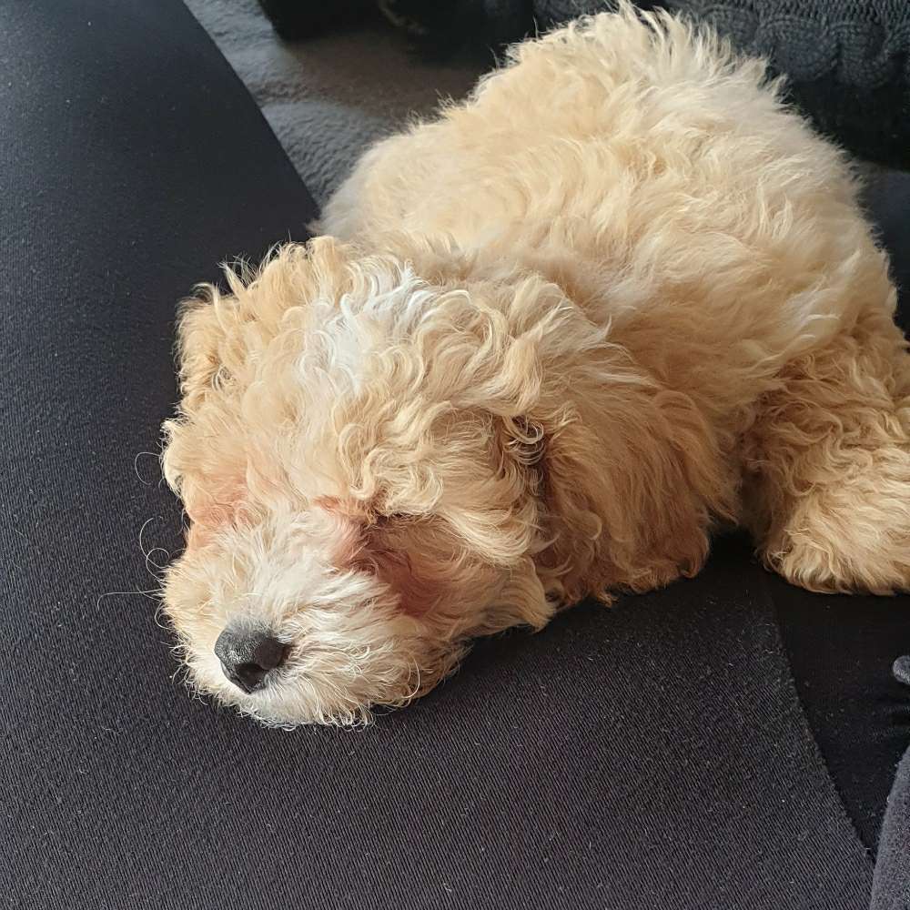 Hundetreffen-Welpentreffen Rellingen hasloh pinneberg quickborn-Profilbild