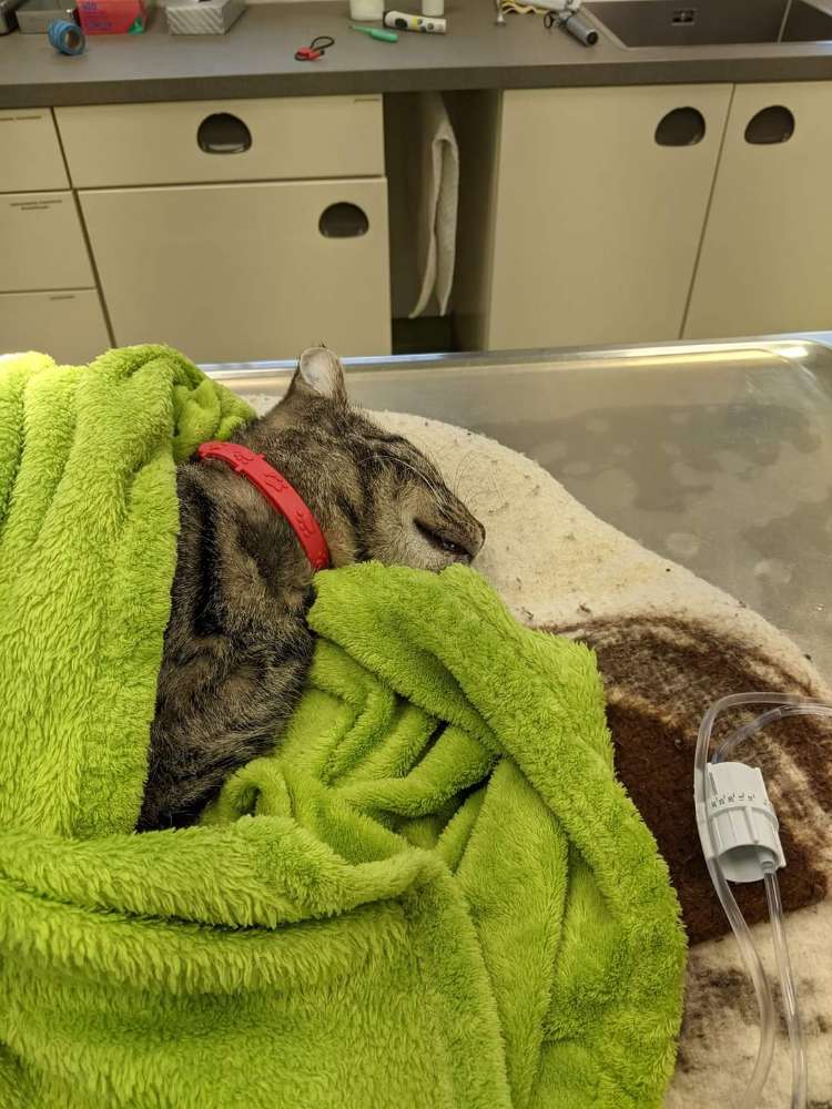 Giftköder-Rattengift Alpha-Chloralose-Profilbild