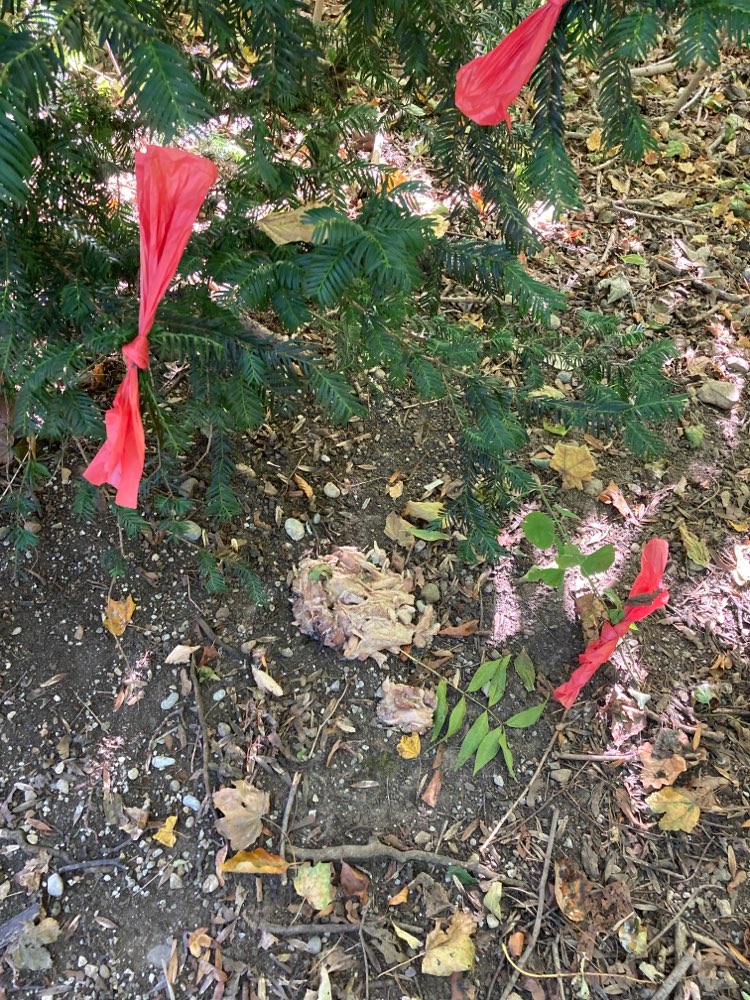 Giftköder-Giftköder oder zumindest gefährlich-Profilbild