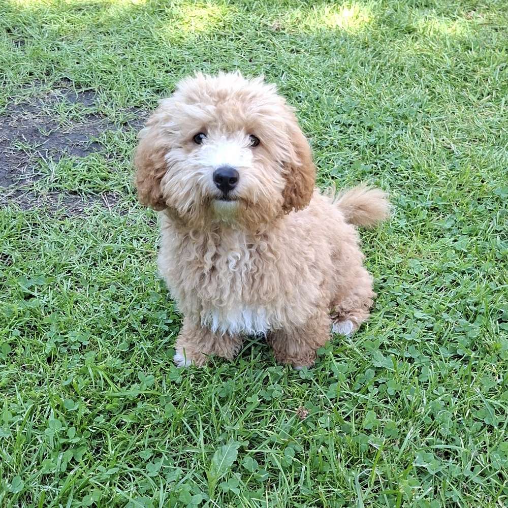 Hundetreffen-Welpentreffen/ Hundetreffen gesucht-Profilbild
