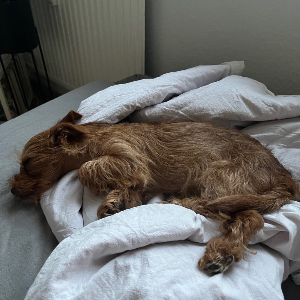 Hundetreffen-Welpentreffen Marzahn/Hellersdorf-Profilbild