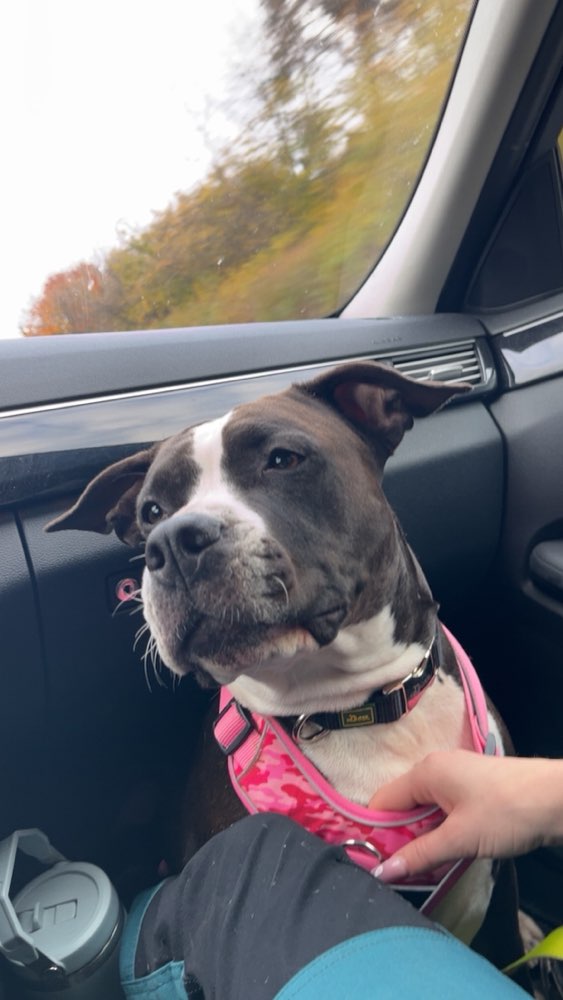 Hundetreffen-Gassirunde/Spielrunde-Profilbild