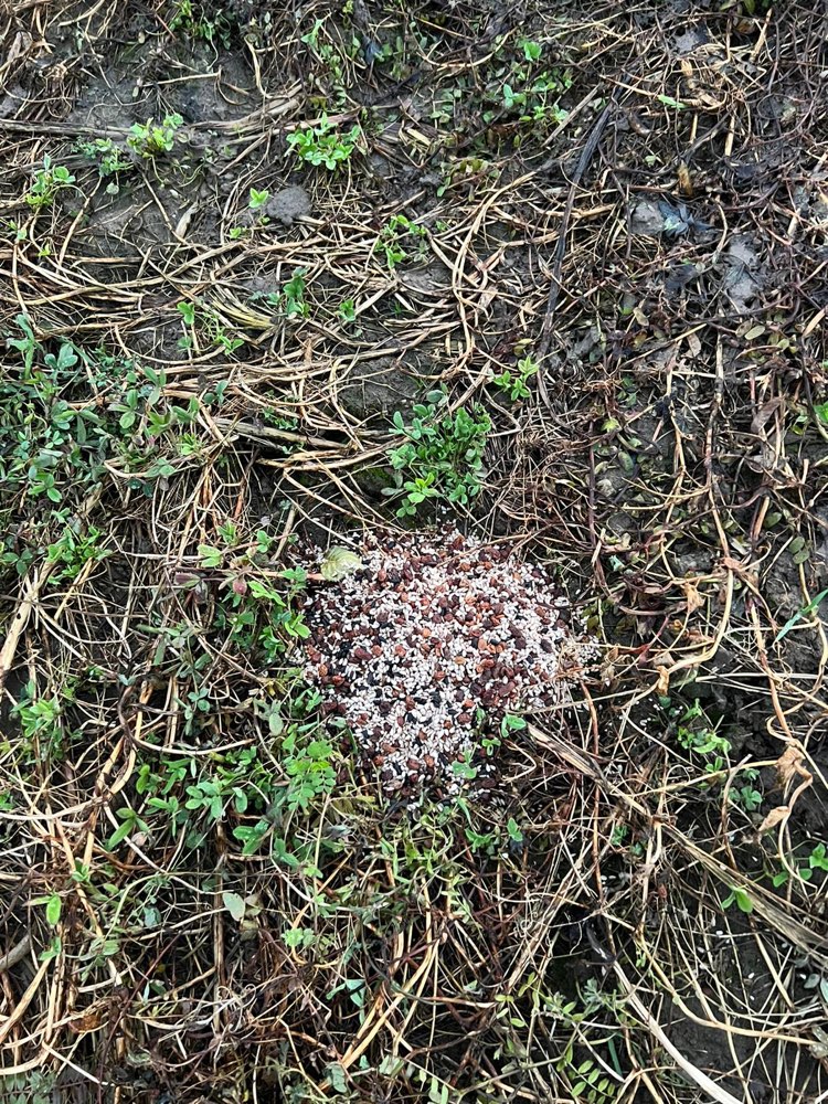 Giftköder-Wahrscheinlich "nur" Vogelfutter/ Rosine-Profilbild