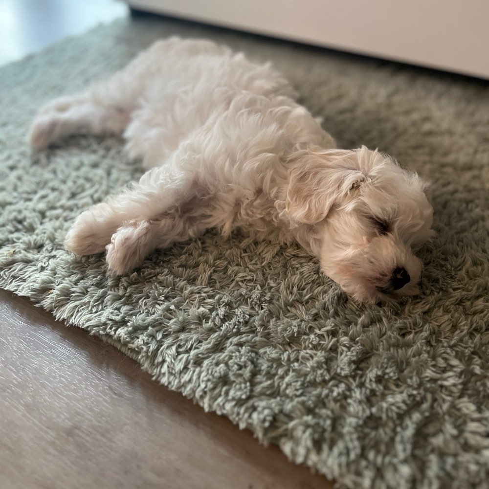 Hundetreffen-Welpentreffen/Kleinhundetreff Backnang und Umgekung-Profilbild