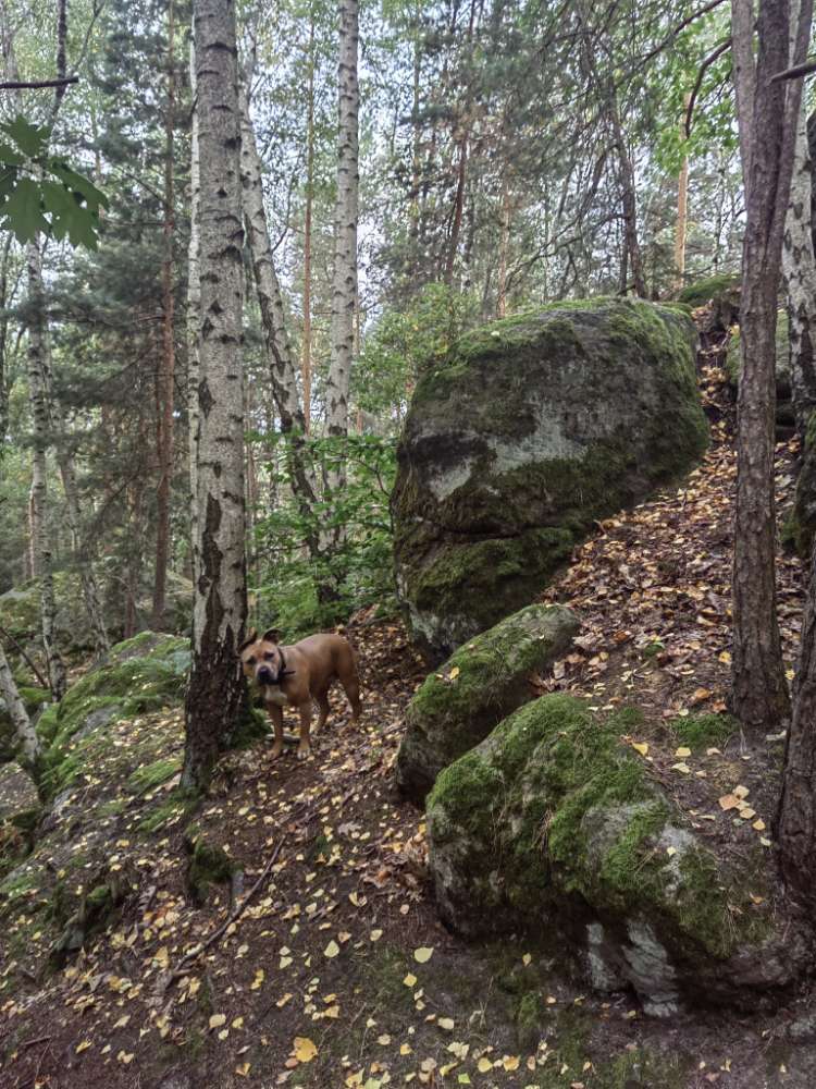 Hundetreffen-Suche hundekontakt-Profilbild