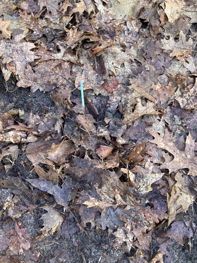 Giftköder-Stück Wurst am Wegrand, evtl. Giftköder-Profilbild