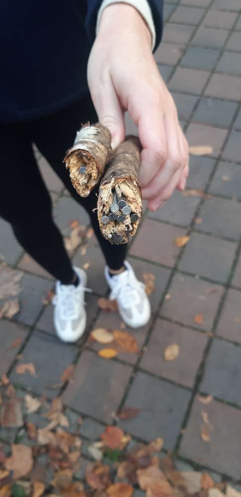 Giftköder-Mit Nägeln präparierte Äste-Profilbild