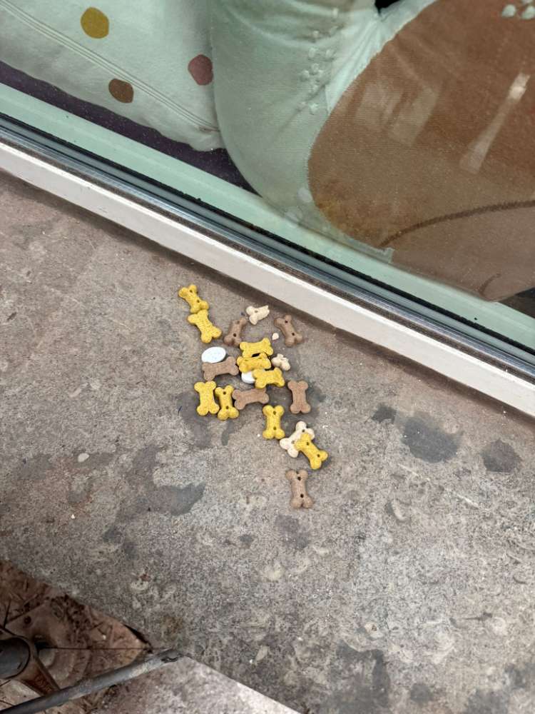 Giftköder-Leckerlis mit Tabletten vermischt-Profilbild