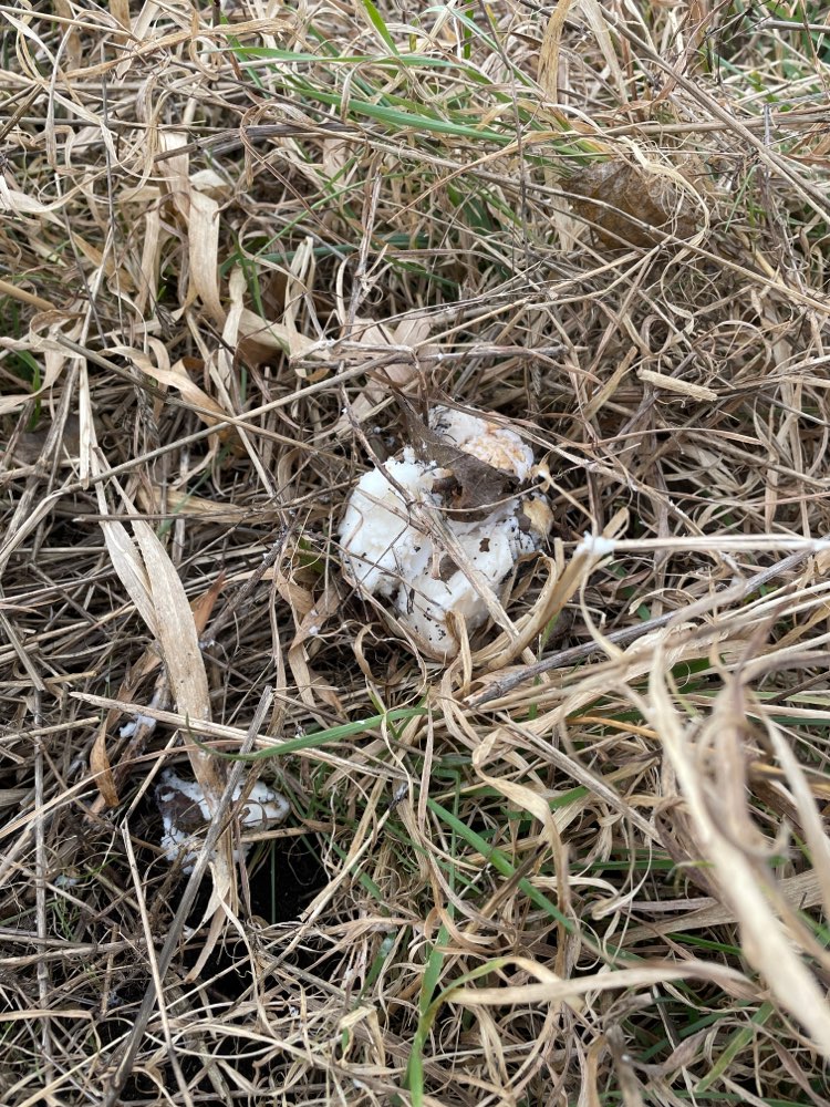 Giftköder-Suspekte weiße Masse-Profilbild