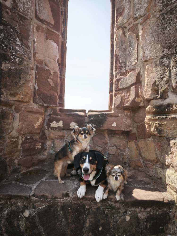 Hundetreffen-Hundefreunde Bexbach-Profilbild
