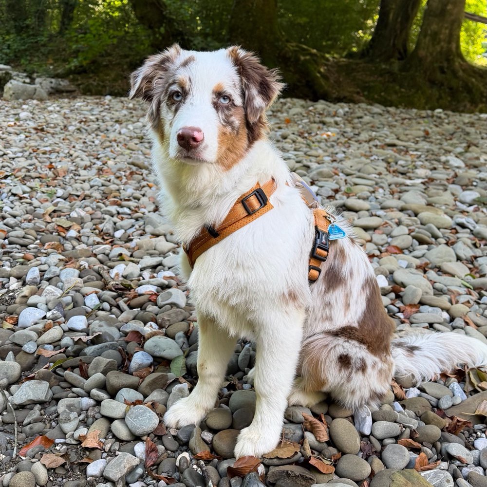 Hundetreffen-Junghundetreff 🐾-Profilbild