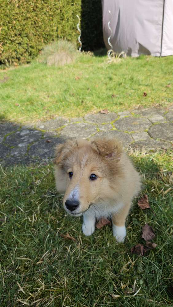 Hundetreffen-Welpentreffen Bonn-Profilbild