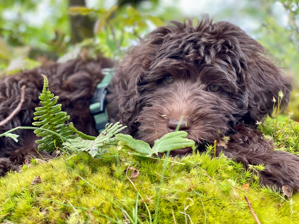 Hundetreffen-Welpentreffen in der Nähe von Usingen-Profilbild