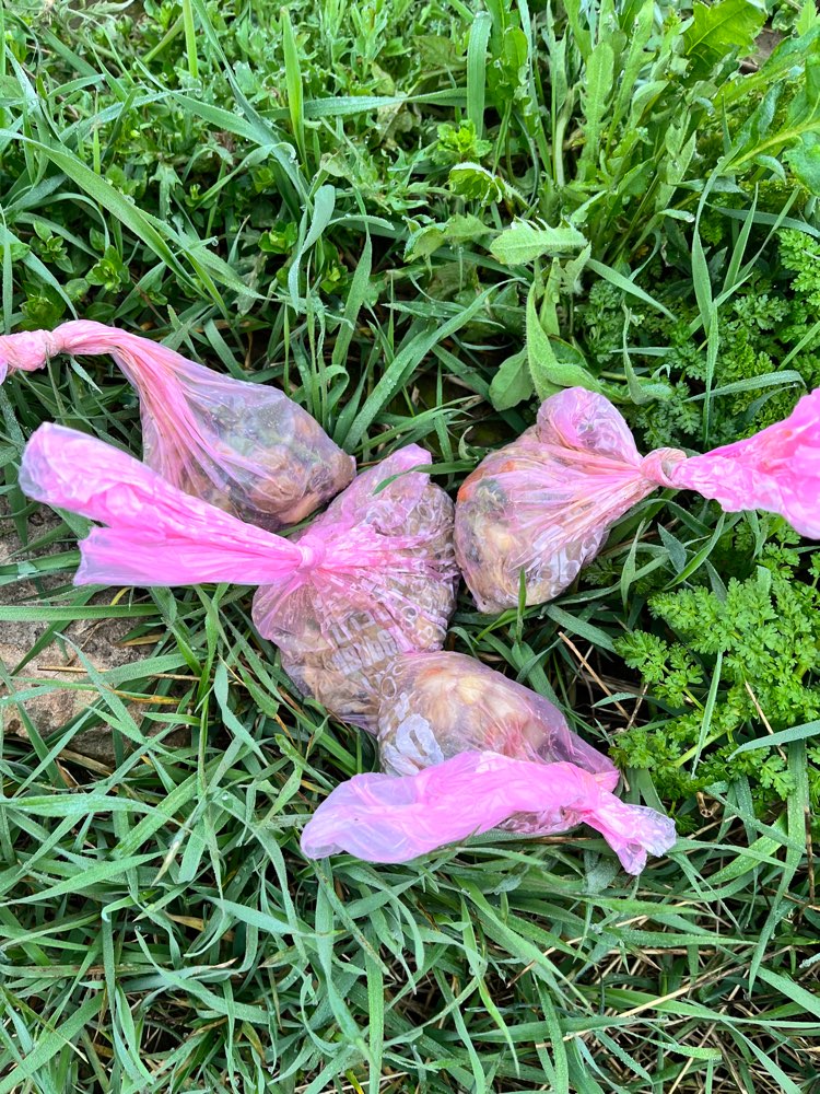 Giftköder-evtl Giftköder gefunden-Profilbild