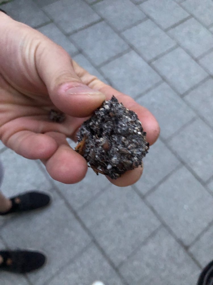 Giftköder-Verdächtige Kugeln in Straßenbeeten-Profilbild