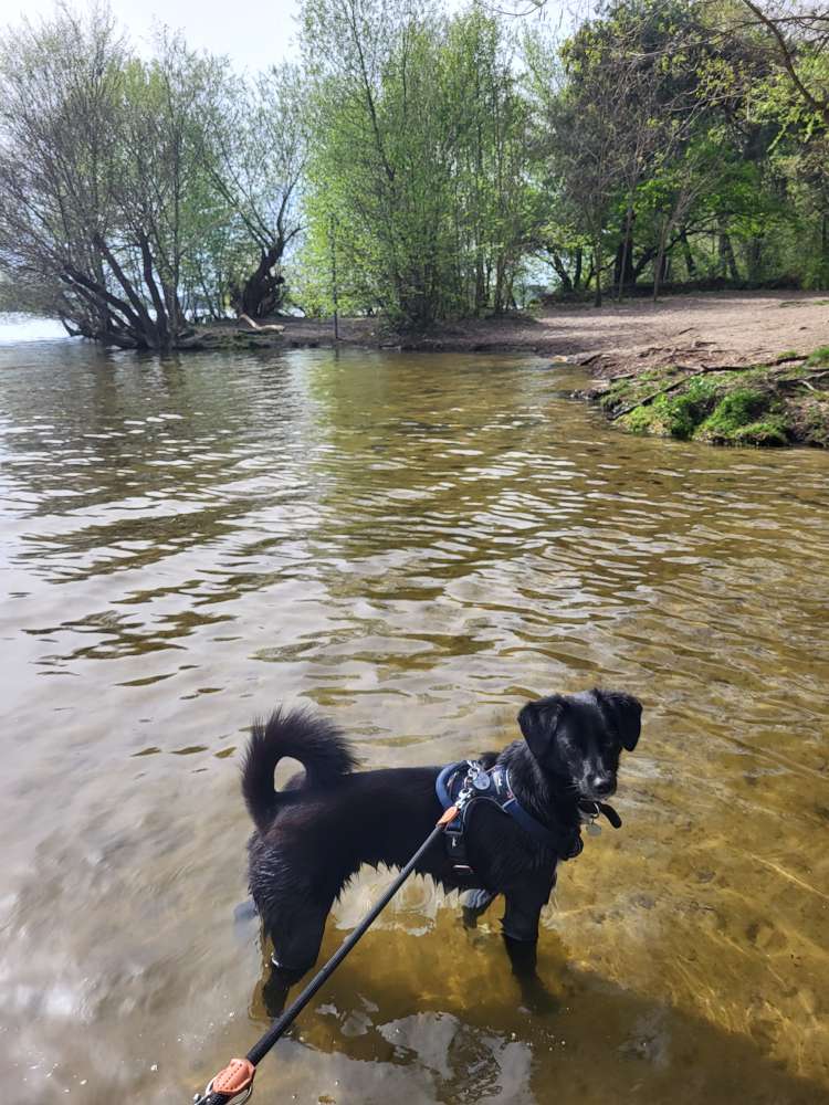 Hundetreffen-Gassirunde-Profilbild