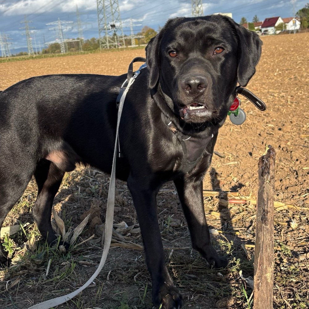 Hundetreffen-Spielfreunde-Profilbild