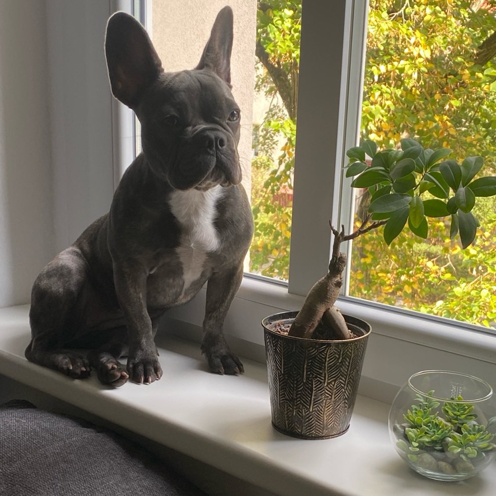 Hundetreffen-Suche Spielgefährten in Adlershof für gelegentliche Treffen-Profilbild