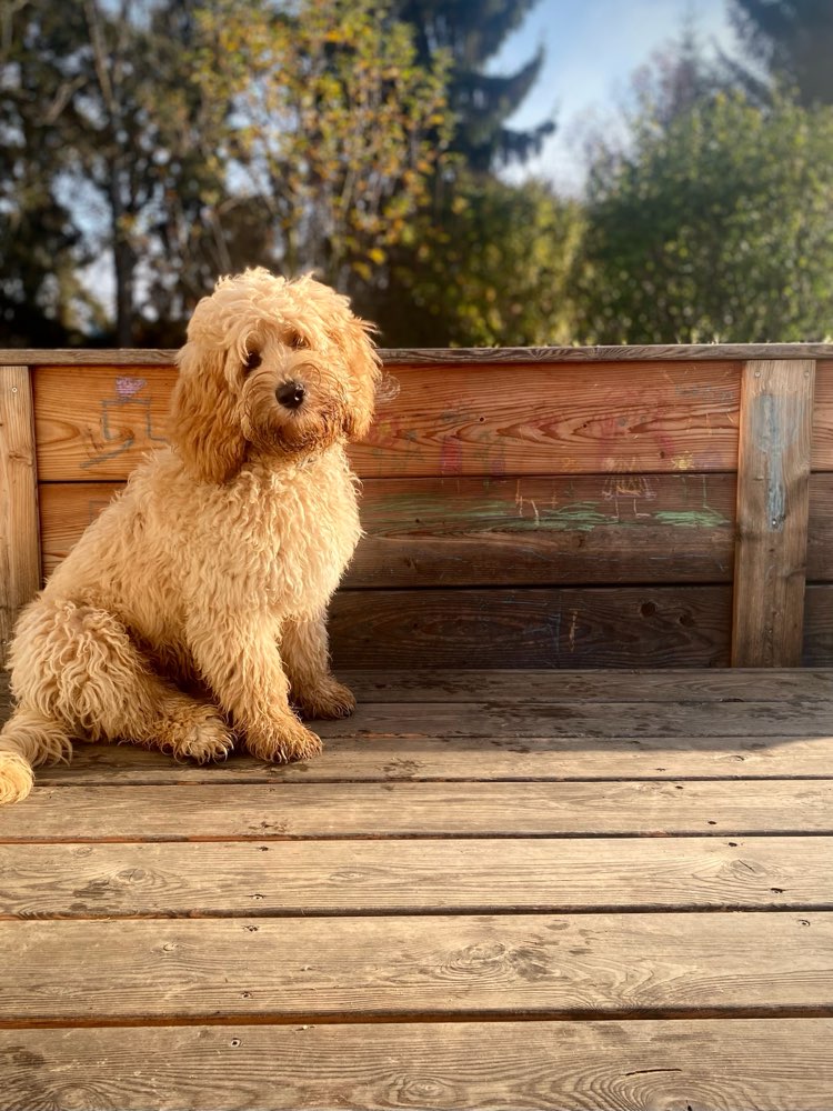 Hundetreffen-Spielfreund/freundin gesucht-Profilbild