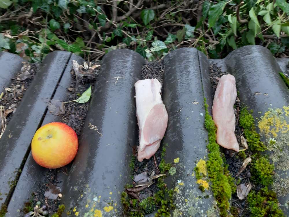 Giftköder-Evtl. Giftköder-Profilbild