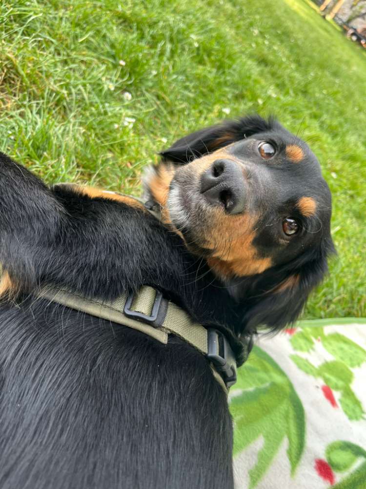Hundetreffen-Suche Hundefreunde-Profilbild