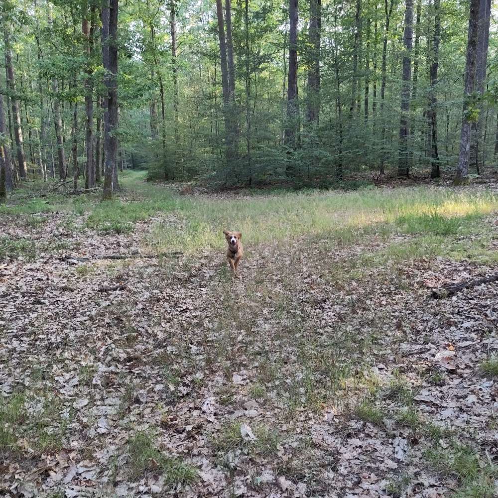 Hundetreffen-Gemeinsam Gassi-Profilbild