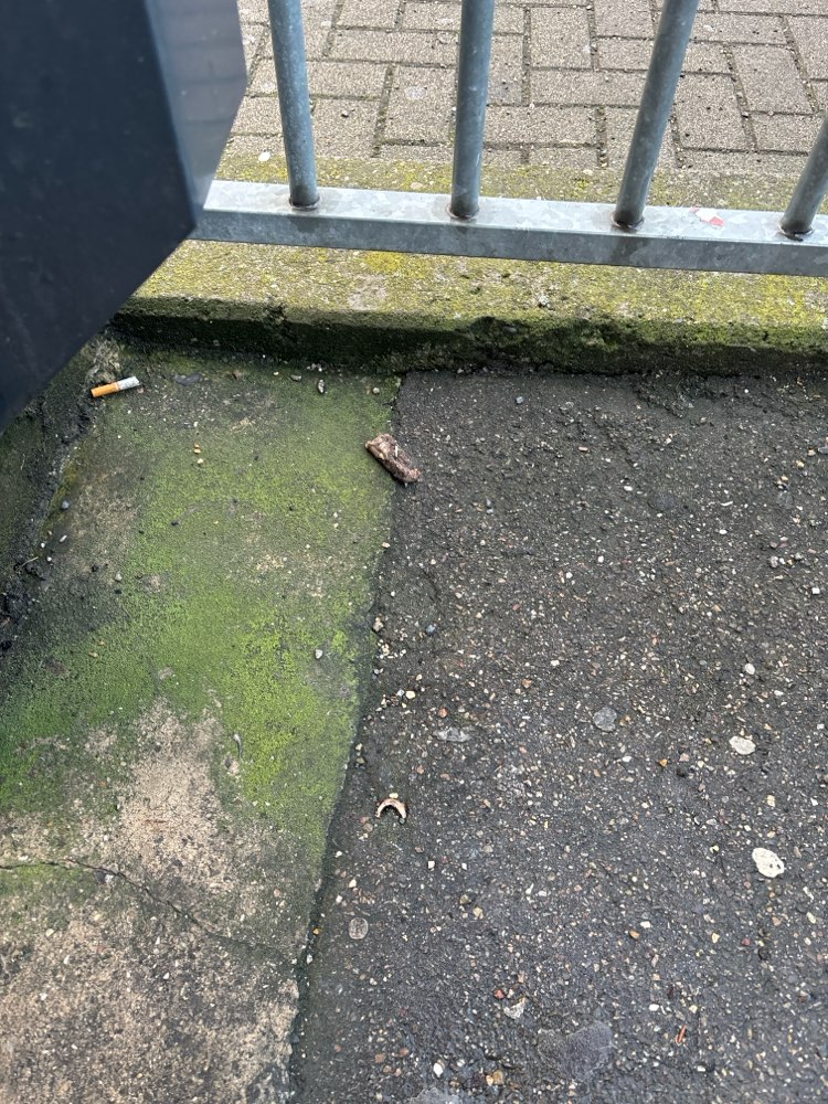 Giftköder-Evtl giftköder-Profilbild