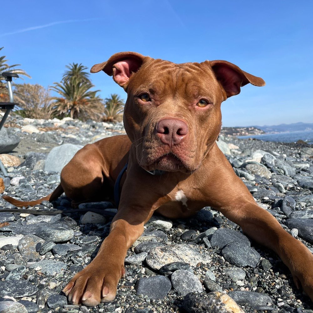 Hundetreffen-Social Walk/ Training, spielen wenn’s passt..-Profilbild