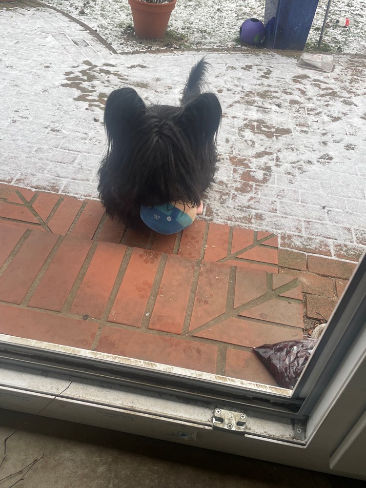 Hundetreffen-Gemeinsame gassi runden etc-Profilbild