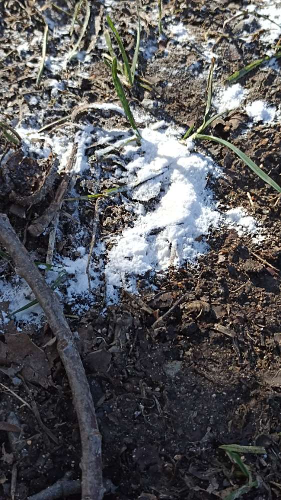 Giftköder-Weißes Pulver-Profilbild