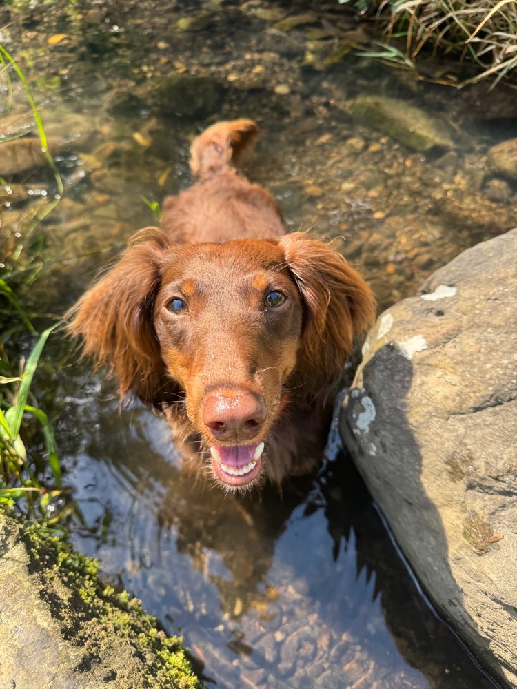 Hundetreffen-Gassi gehen-Profilbild