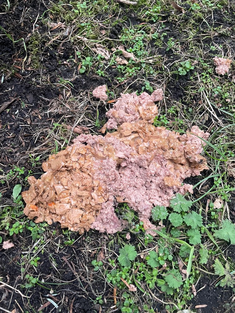 Giftköder-Ausgelegtes Katzen-oder Hundefutter-Profilbild