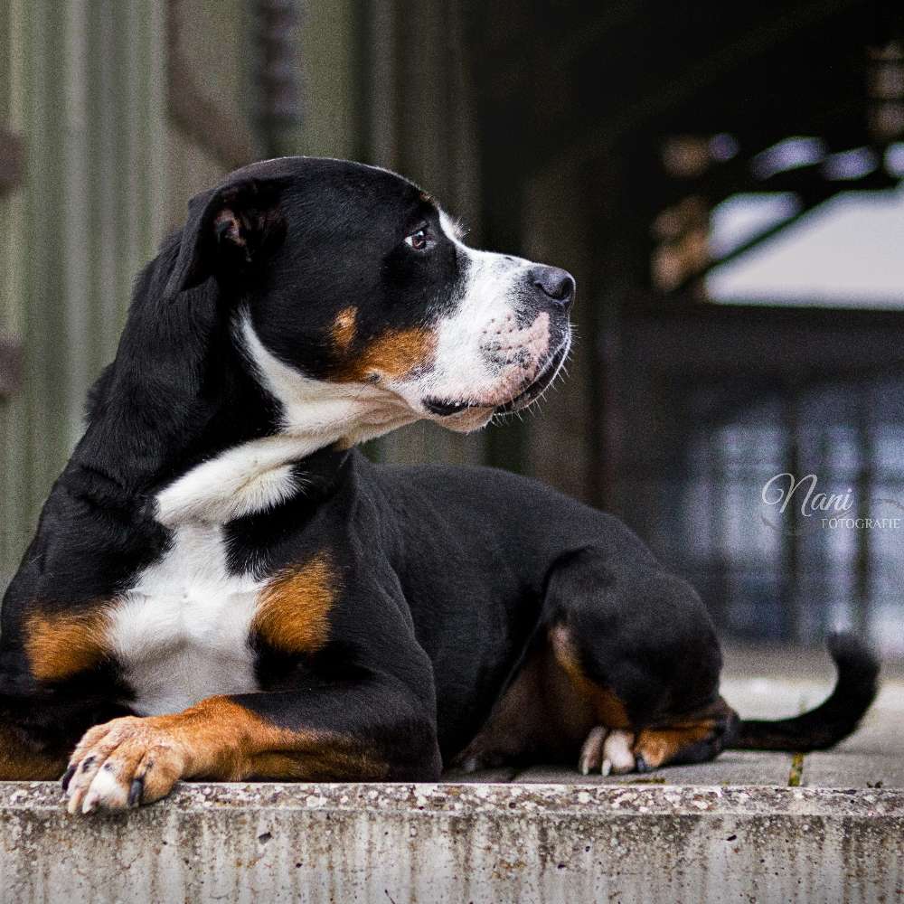 Hundetreffen-Hunde Shooting-Profilbild