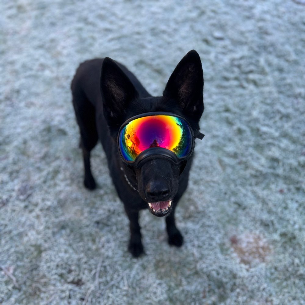 Hundetreffen-Social Walk-Profilbild