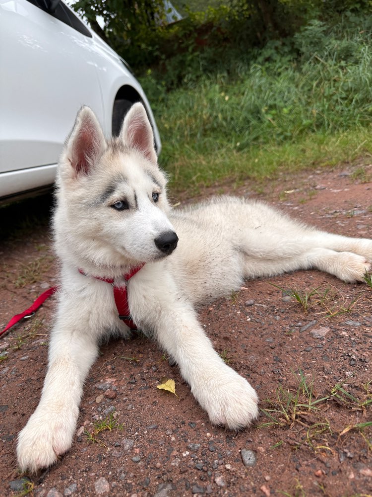 Hundetreffen-Imala sucht spiel und gassi Freunde-Profilbild