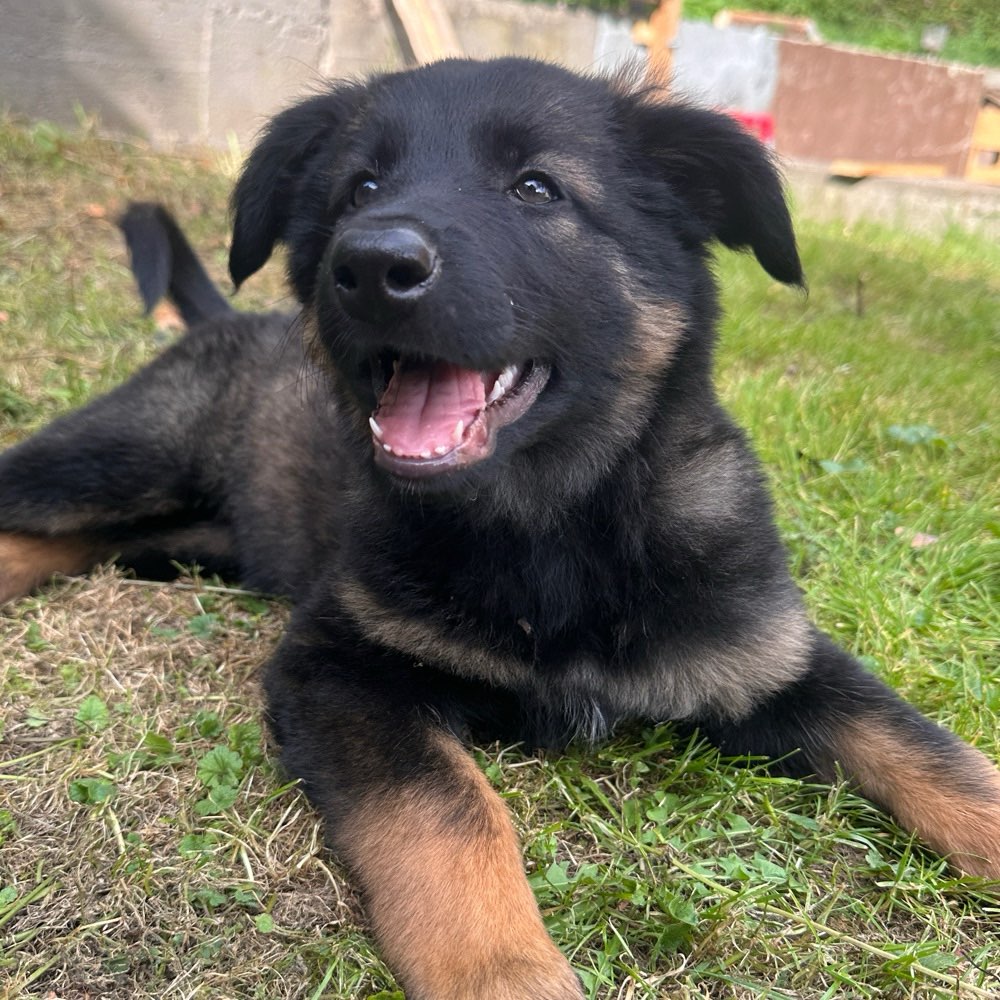 Dein Hund als du ihn abgeholt hast Banner