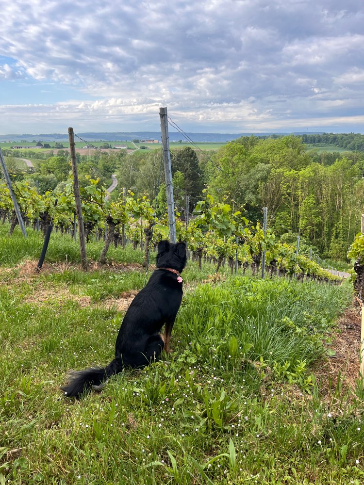 Hundetreffen-Sozial Walk mit Spiel-Profilbild