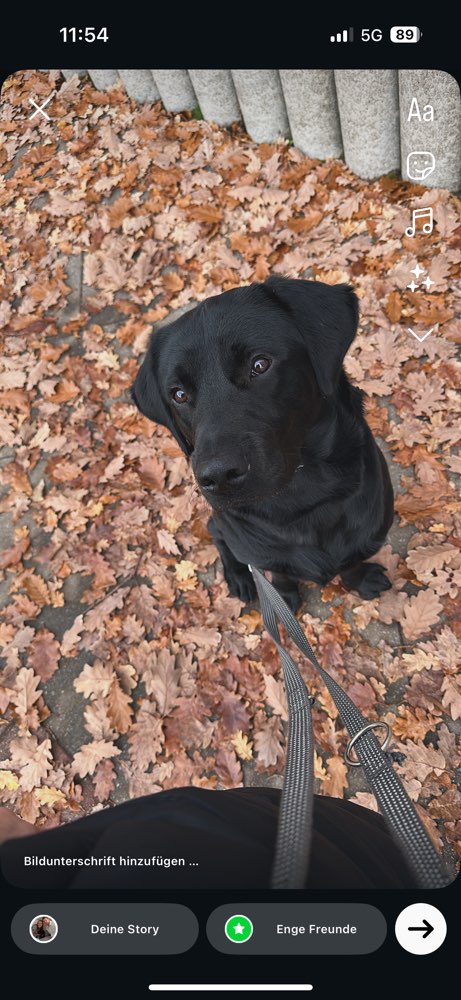Hundetreffen-Junghundetreffen-Profilbild