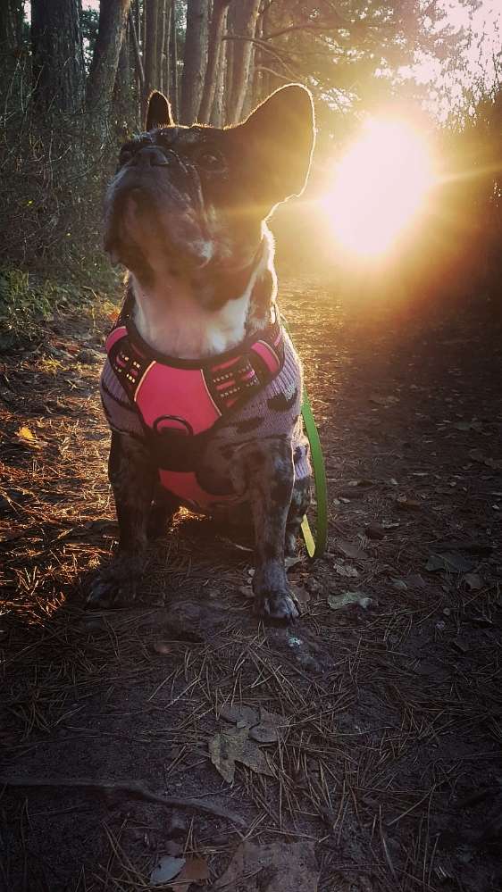 Hundetreffen-Fester Hunde-Kumpel für regelmäßige Spaziergänge gesucht-Profilbild