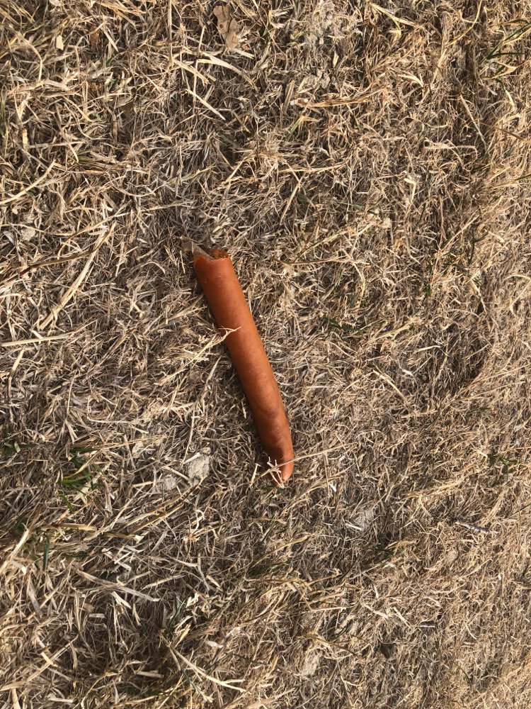 Giftköder-Würstchen-Profilbild