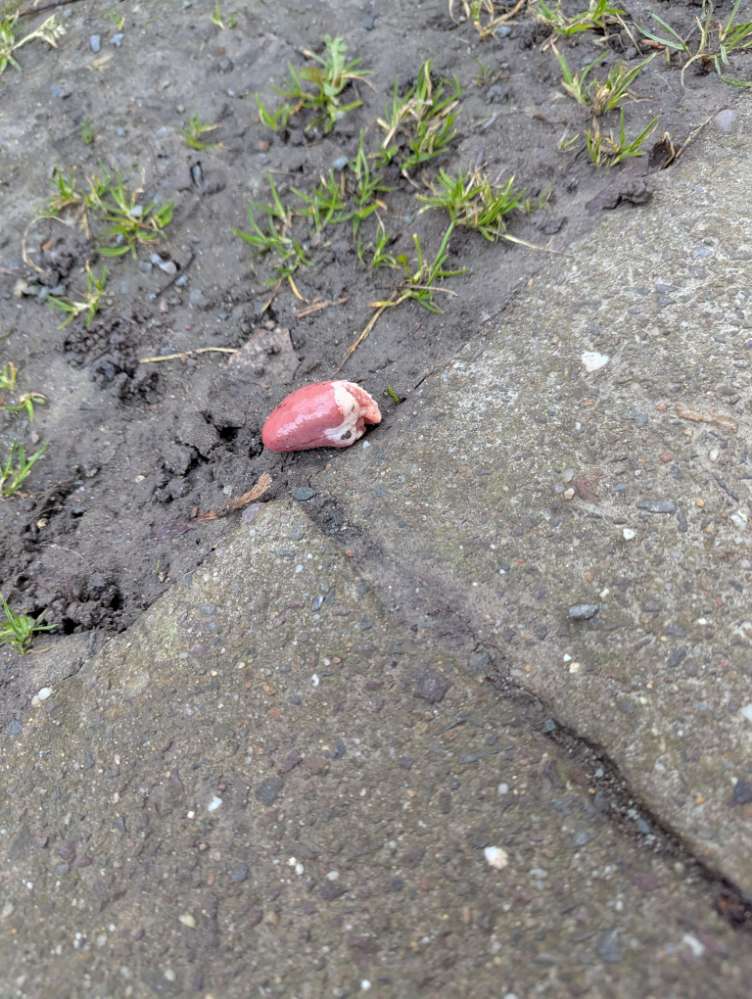 Giftköder-Ausgelegte Innereien-Profilbild