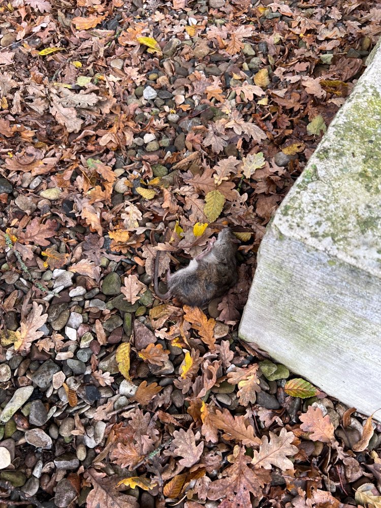 Giftköder-Tote Ratte-Profilbild